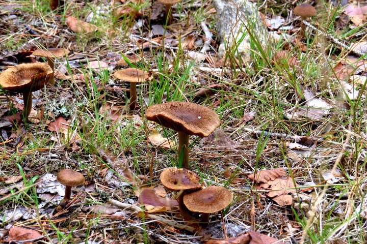Scandtrack Kanutour Schweden 120180902192043