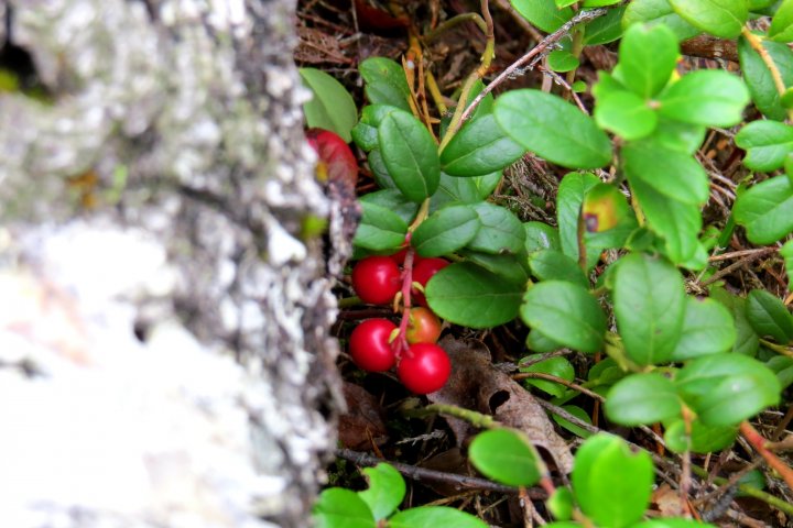 Scandtrack Kanutour Schweden 120180902192126
