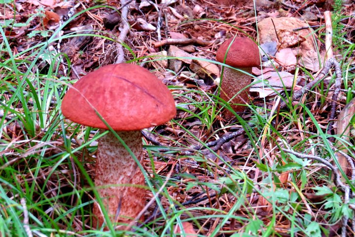 Scandtrack Kanutour Schweden 120180902192157