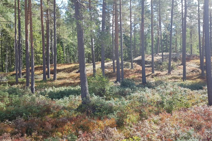 Scandtrack Kanutour Schweden 20180729131630