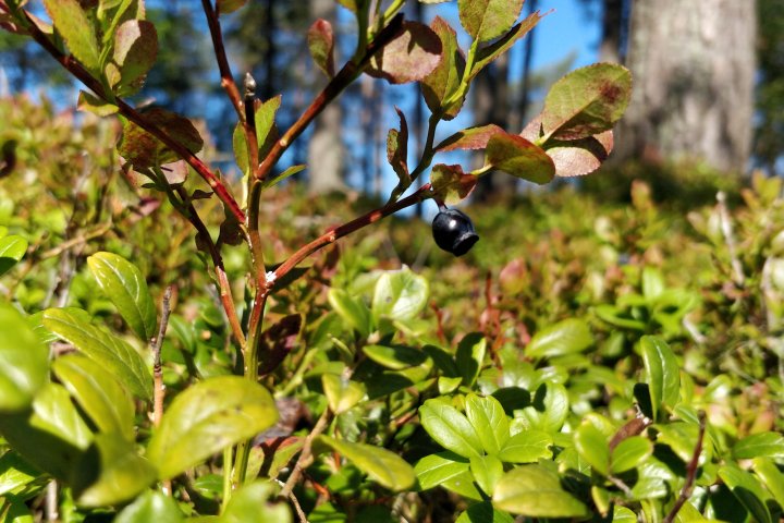 Scandtrack Kanutour Schweden IMG20180701092150Bokeh