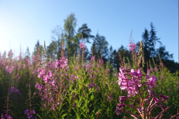Scandtrack Kanutour Schweden 1image008