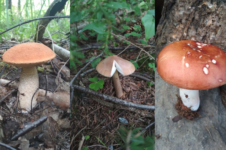 Scandtrack Kanutour Schweden pilze