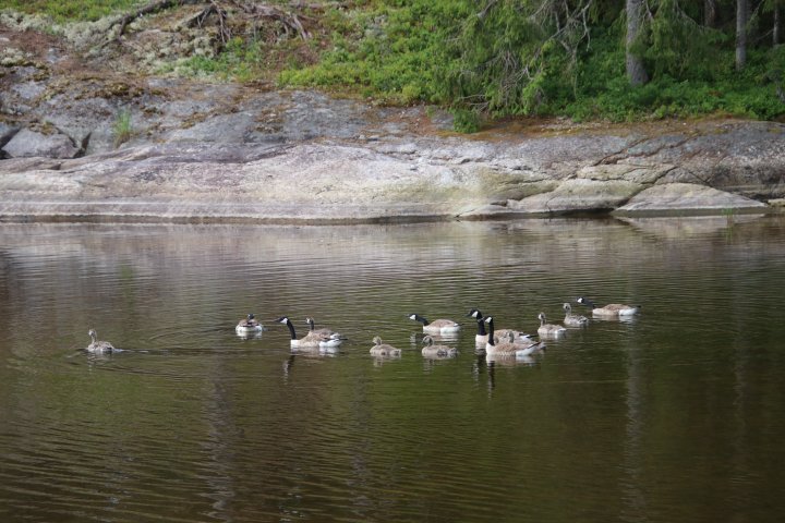 Scandtrack Kanutour Schweden IMG6821