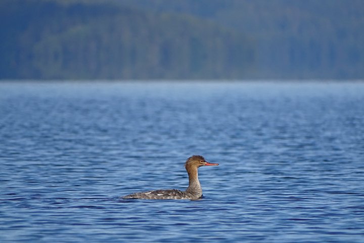 Scandtrack Kanutour Schweden B31131NicolaiSchaal0022