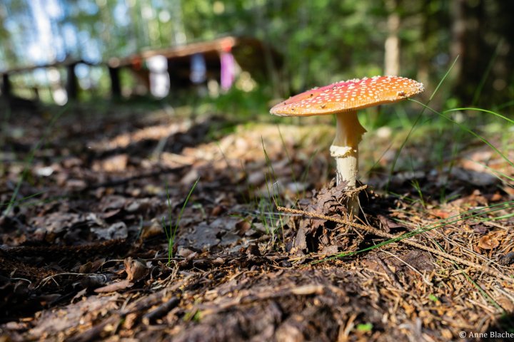 Scandtrack Kanutour Schweden DSC05445