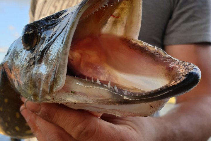 Scandtrack Kanutour Schweden 20190617205028