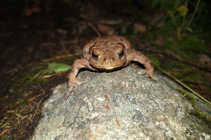 Scandtrack Kanutour Schweden 20190620233202
