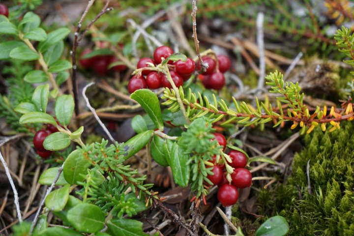 Scandtrack Kanutour Schweden 67