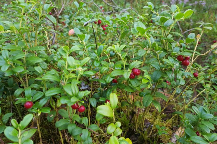 Scandtrack Kanutour Schweden 20200820165211