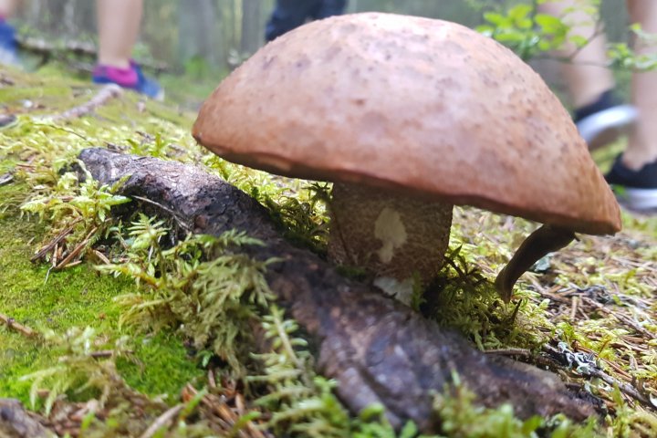 Scandtrack Kanutour Schweden 20200820165744