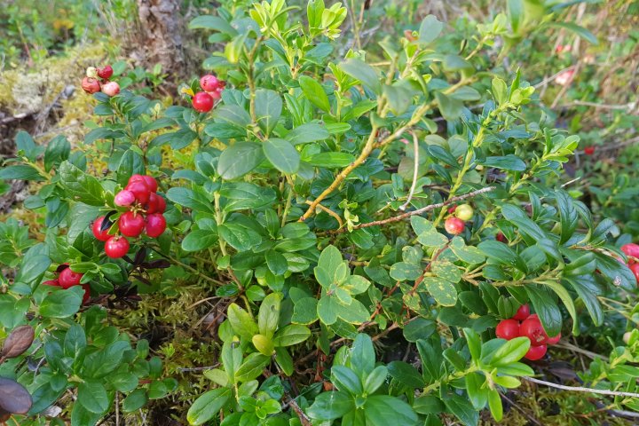 Scandtrack Kanutour Schweden 20200820171703