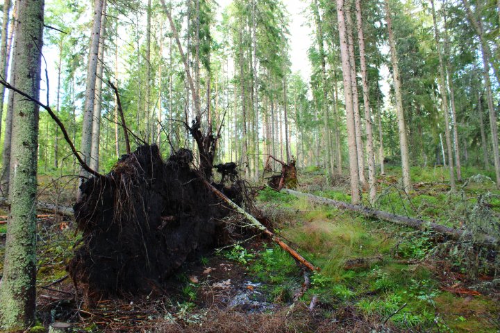Scandtrack Kanutour Schweden IMG4452