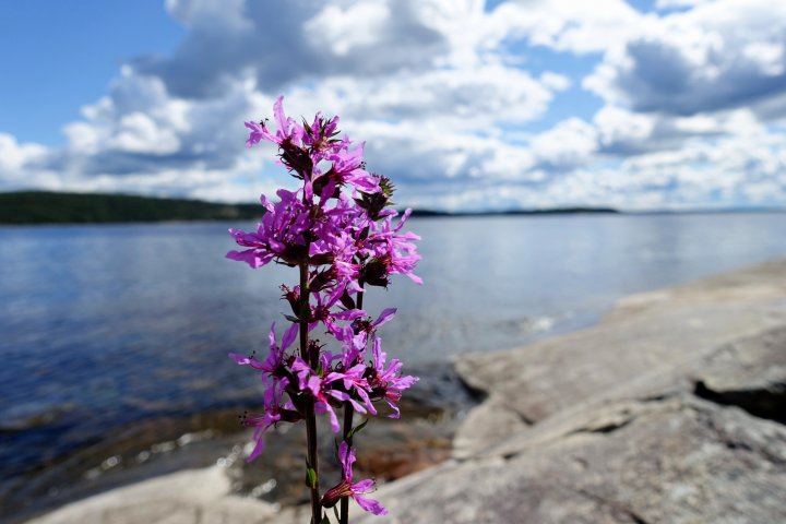 Scandtrack Kanutour Schweden DSC01224