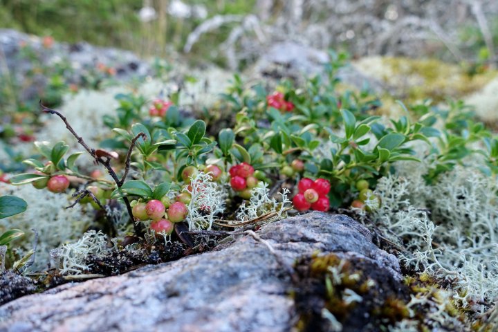 Scandtrack Kanutour Schweden DSC01292