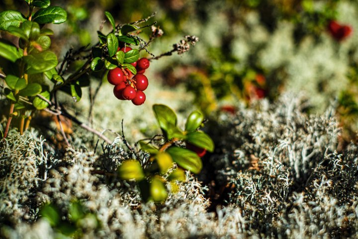 Scandtrack Kanutour Schweden DSCF7328