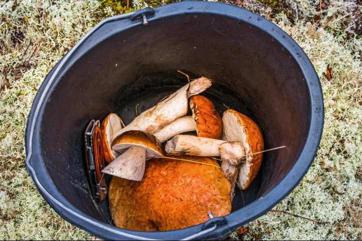 Scandtrack Kanutour Schweden Pilzabendbrot