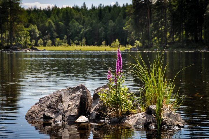 Scandtrack Kanutour Schweden 07Glaskogen