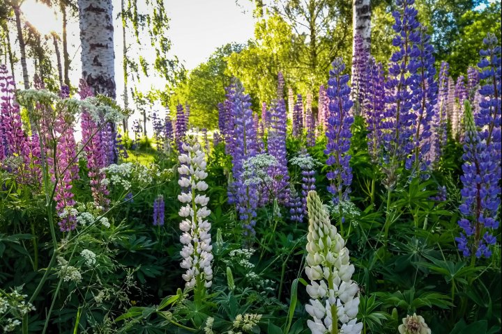 Scandtrack Kanutour Schweden IMG20180605065050730