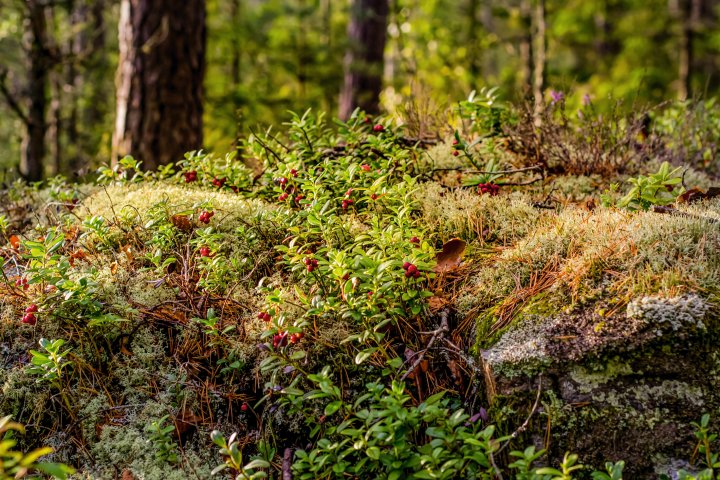 Scandtrack Kanutour Schweden KanuSchweden20140018