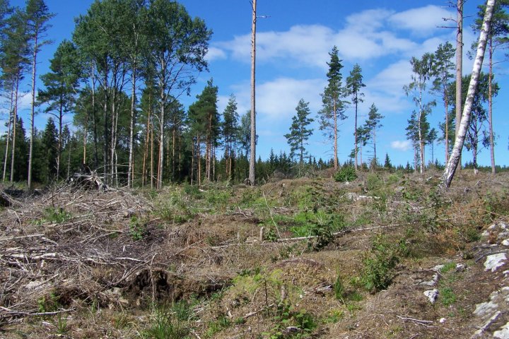 Scandtrack Kanutour Schweden IMG-20210829-WA0037