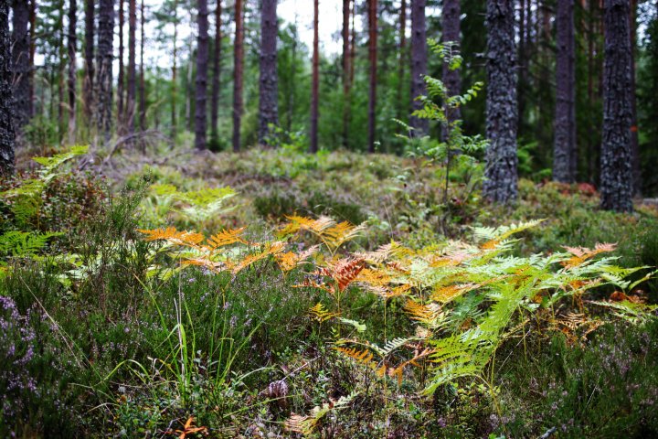 Scandtrack Kanutour Schweden IMG5566