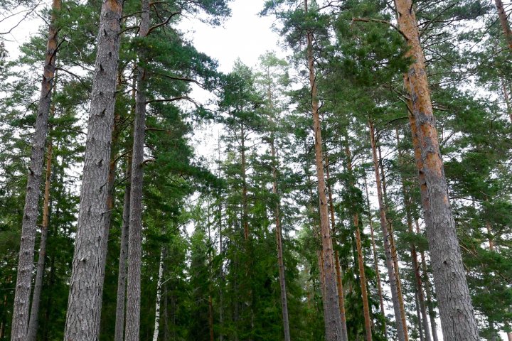 Scandtrack Kanutour Schweden P1030452