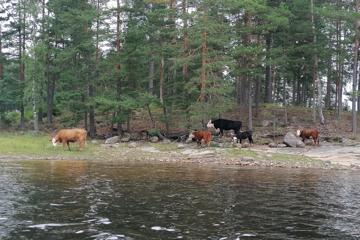 Scandtrack Kanutour Schweden IMG20220818122051
