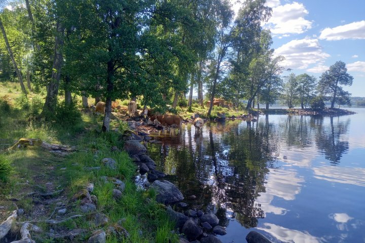 Scandtrack Kanutour Schweden 17-Unsere-neuen-Mitbewohner