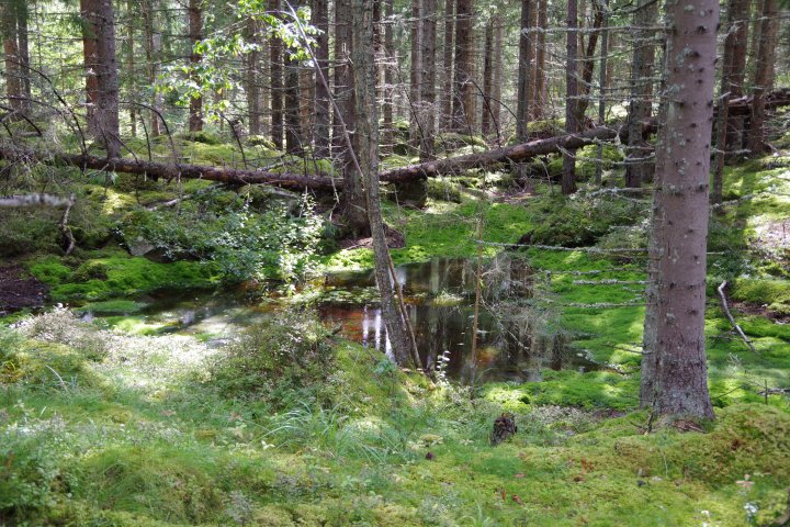 Scandtrack Kanutour Schweden IMGP1805