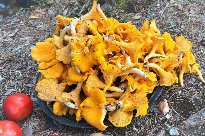 Scandtrack Kanutour Schweden 11-Pilze