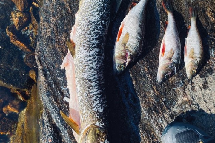 Scandtrack Kanutour Schweden 9-Ab-jetzt-gibt-es-Fisch