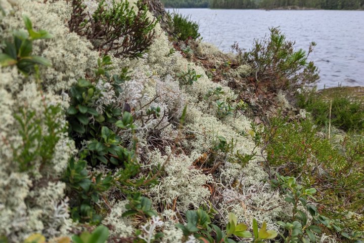 Scandtrack Kanutour Schweden Bild1
