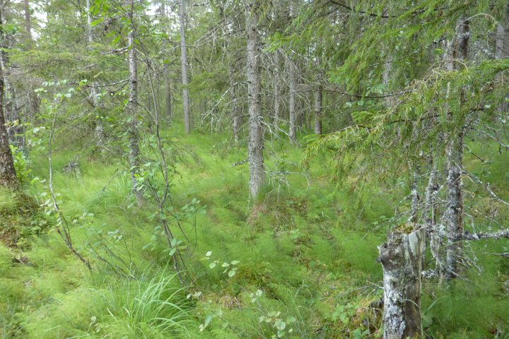 Scandtrack Kanutour Schweden 14