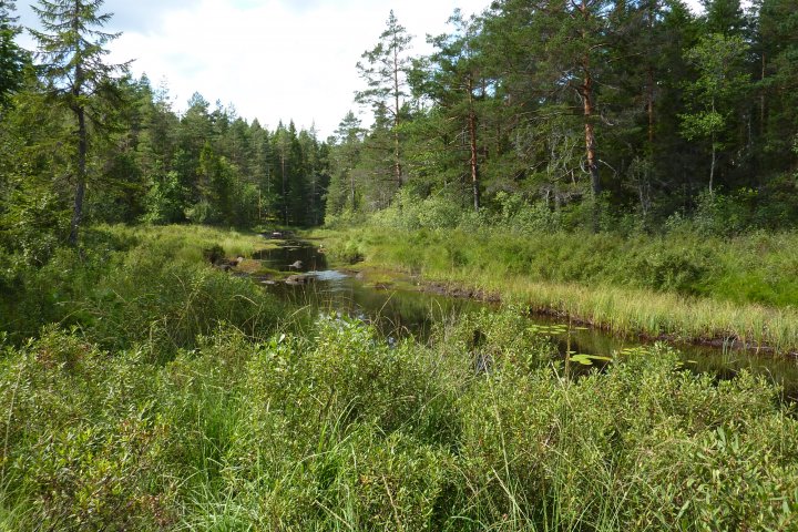 Scandtrack Kanutour Schweden 15