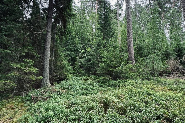 Scandtrack Kanutour Schweden image00037
