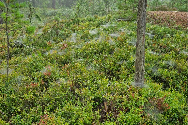 Scandtrack Kanutour Schweden 20240805082714