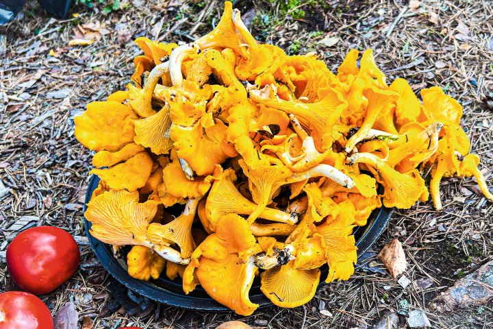 Scandtrack Kanutour Schweden 11-Pilze