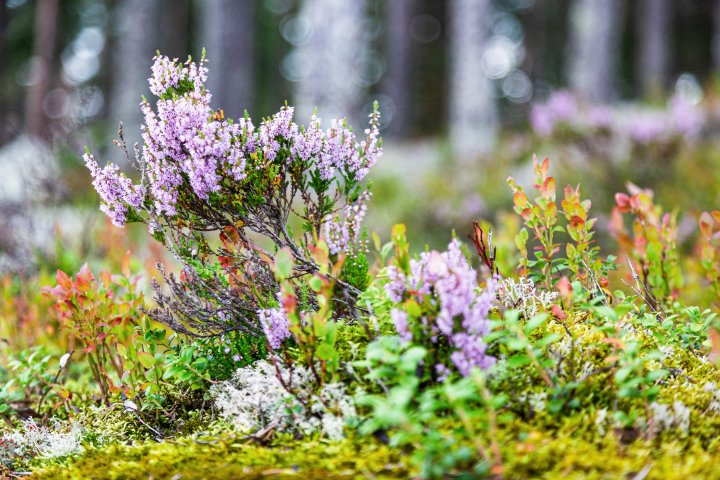 Scandtrack Kanutour Schweden 3H5A4570