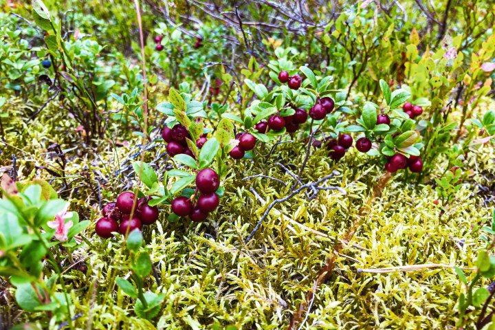 Scandtrack Kanutour Schweden Preiselbeeren