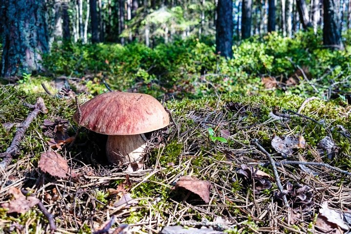 Scandtrack Kanutour Schweden DSC0641