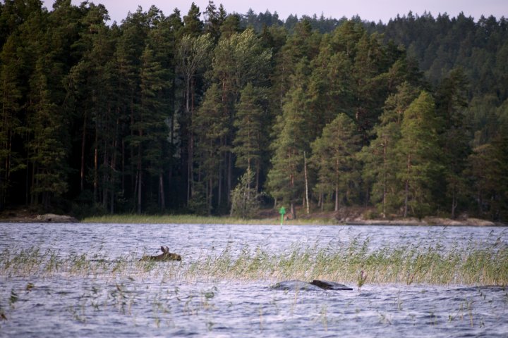 Scandtrack Kanutour Schweden IMG2175
