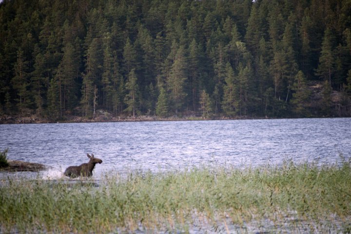 Scandtrack Kanutour Schweden IMG2180