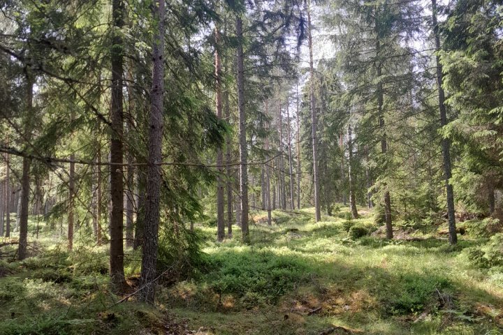 Scandtrack Kanutour Schweden 20250605132421jpg