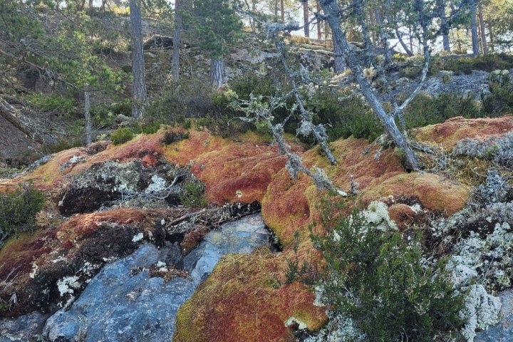 Scandtrack Kanutour Schweden 20250613101606jpg