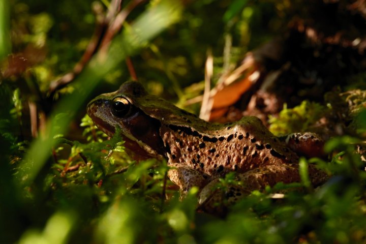 Scandtrack Kanutour Schweden Day-5---toad-on-the-roadjpeg