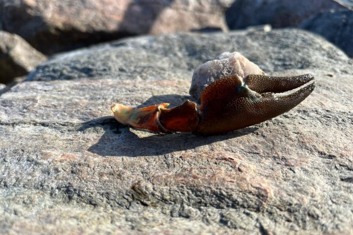 Scandtrack Kanutour Schweden 1000039956