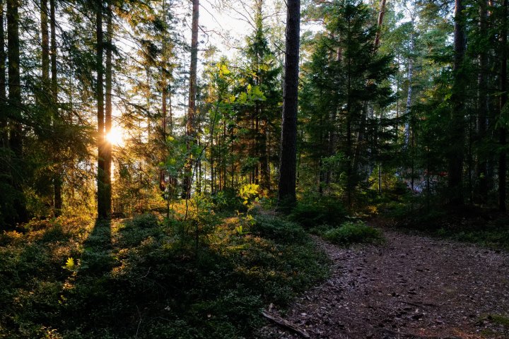 Scandtrack Kanutour Schweden 1047282