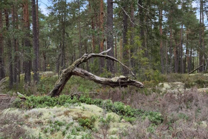 Scandtrack Kanutour Schweden WhatsApp-Image-2025-10-06-at-211617