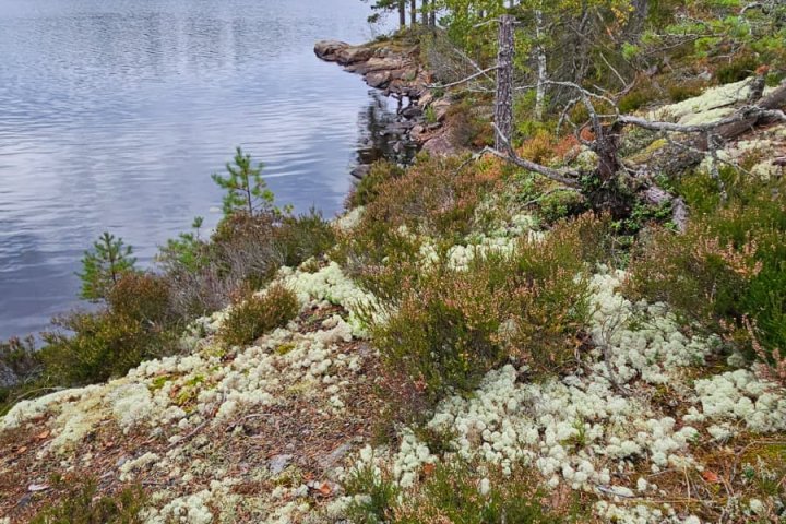 Scandtrack Kanutour Schweden WhatsApp-Image-2025-10-12-at-154541-4